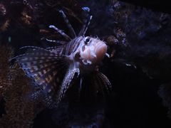 -暹罗海洋世界