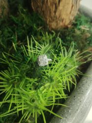 -钻石小鸟钻戒婚戒定制(石路店)