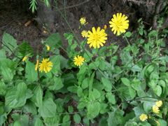 -四川大学(华西校区)