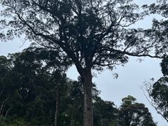 -海南热带雨林国家公园吊罗山景区
