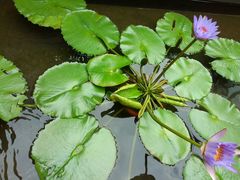 -深圳湾木棉花酒店