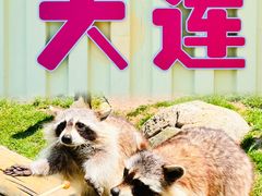 -大连森林动物园