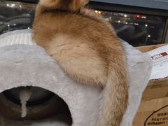 -屋虎猫馆(宝安大仟里店)