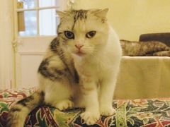 -猫色咖啡·猫咖