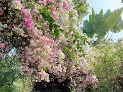 -深圳国际园林花卉博览园