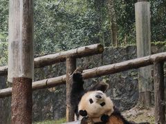 -都江堰中华大熊猫苑
