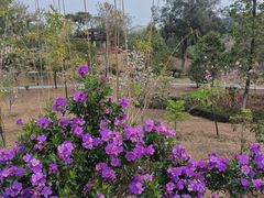 -东莞植物园