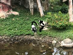 -清迈夜间动物园