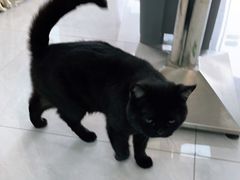 -中农大我爱我爱动物医院·核磁CT·猫病·24小时夜诊中心(石佛营店)