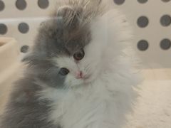 -comecome来吧宠物(奥克斯中心店)