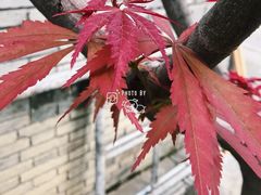 -四季美汤包(汉口里店)