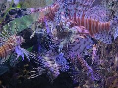 -太平洋海底世界