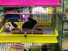 -大自然花鸟鱼虫市场