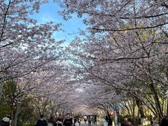 -高东镇樱花园