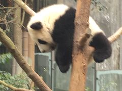 -成都大熊猫繁育研究基地