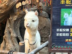-哈尔滨波塞冬海底世界