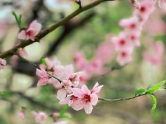 -八大关景区