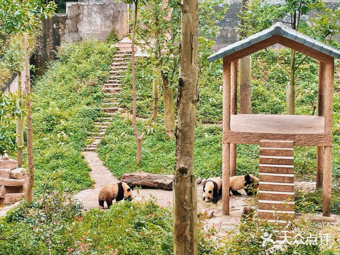 中国大熊猫保护研究中心雅安碧峰峡基地图片