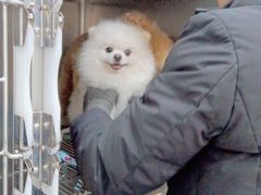 -宠福鑫康馨动物医院·骨科·眼科