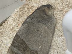 -怪兽屋·羊驼·猫咖·狗咖(俊华广场店)