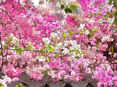 -深圳国际园林花卉博览园