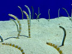 -上海海洋水族馆