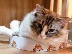 -白兔子密室(长寿路店)