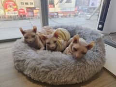 -藏猫猫咖啡主题馆(中央大道店)