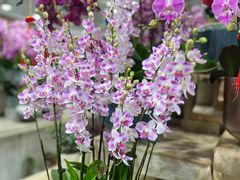 -双季花艺园艺市场(浦东店)