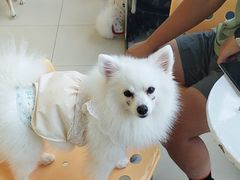 -怪兽屋·羊驼·猫咖·狗咖(俊华广场店)