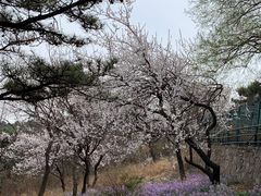 -香山公园