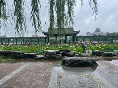 -莲花池公园