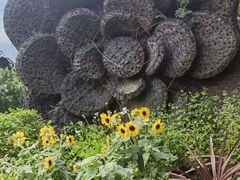 -东平国家森林公园