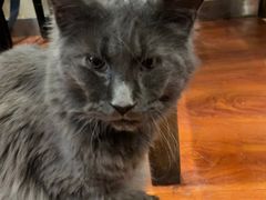 -猫小院猫主题咖啡厅(北锣店)