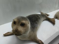 -国家自然博物馆