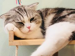 -君悦酒店·1881·北京烤鸭