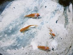 -小豆海棠(嘉兴路店)