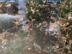 -上海昆虫博物馆