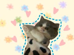 -屋虎猫馆(宝安大仟里店)
