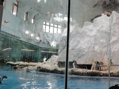 -帝企鹅自助餐厅•儿童岛•真企鹅(长隆企鹅酒店)