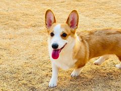 -趣玩宠物乐园寄养训犬训狗游泳池