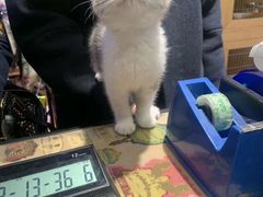 -爱宠屋pet shop·宠物洗澡·宠物美容