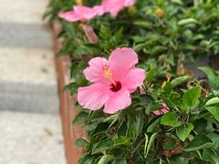 -深圳湾木棉花酒店
