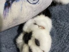 -宠颐生宠物医院·犬猫全科·皮肤科(商业街店)