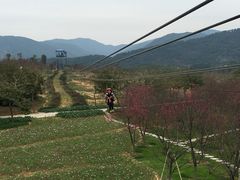 -天适樱花悠乐园