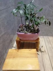 -苑苑vbeauty科技美容SPA