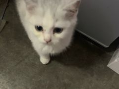 -老广州牛杂(深圳白石洲总店)