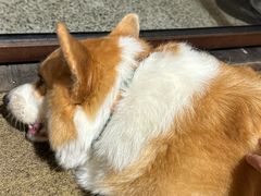 -肥朵食堂(带梦胡同店)