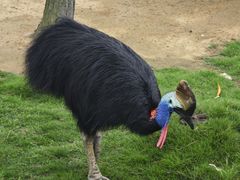 -西霞口神雕山野生动物世界