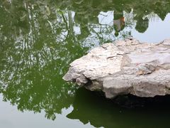 -拙政园